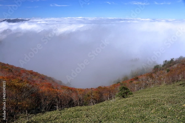 Fototapeta 雲海と紅葉と笹原　剣山　秋　（徳島県　日本百名山）
