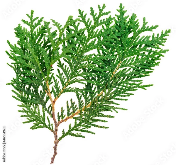 Obraz Thuja twig isolated on white, closeup view