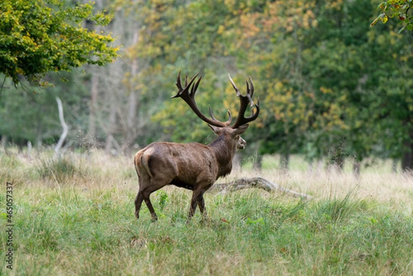 Obraz Cerf élaphe, brame, cerf, cervus elaphus