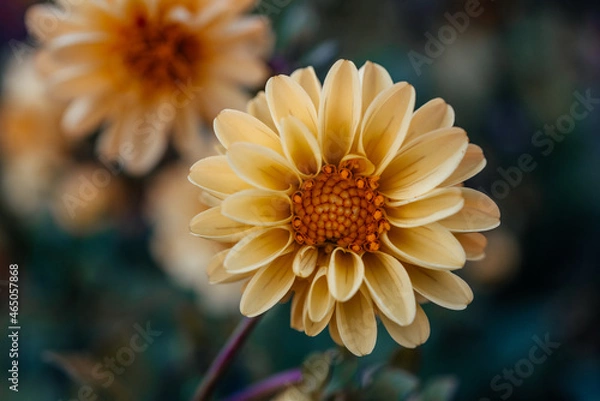Obraz Blooming orange dwarf dahlia in the autumn garden, Dahlia Dahlietta mini flower close-up