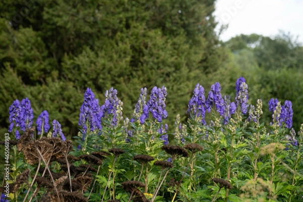 Obraz Autumn Flowering Bright Blue Flower Heads on a Perennial Monk's Hood Plant (Aconitum carmichaelii 'Arendsii') Growing in a Herbaceous Border in a Garden in Rural Devon, England, UK