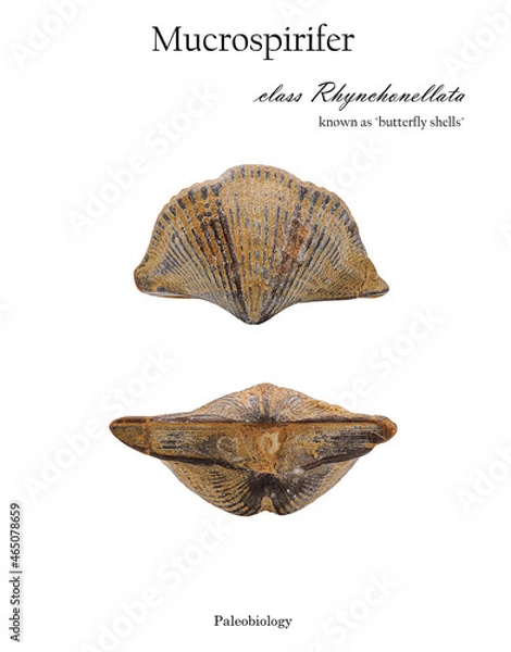 Obraz Fossil Mucrospirifer clam shell isolated