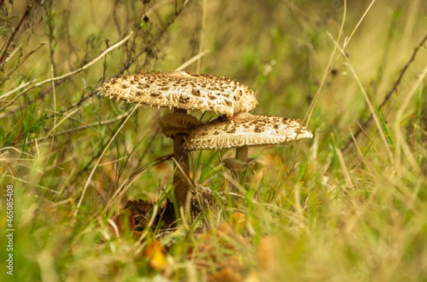 Fototapeta Two large parasol mushroom (Macrolepiota procera)