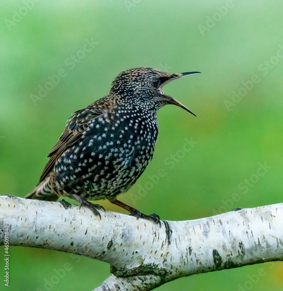 Obraz Starling bird on a branch