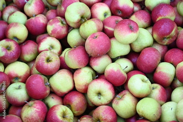 Obraz Apfelsorte Jonagold