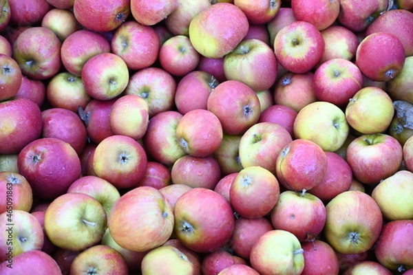 Obraz Holsteiner Cox