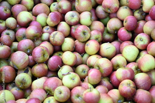 Obraz Apfelsorte Cox Orange