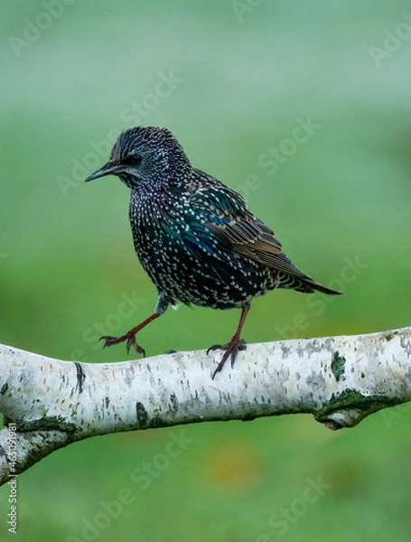 Obraz Starling bird on a branch