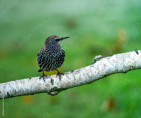 Obraz Starling bird on a branch