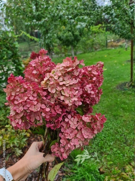Obraz Burgundy bouquet of paniculate hydrangea, autumn flowers