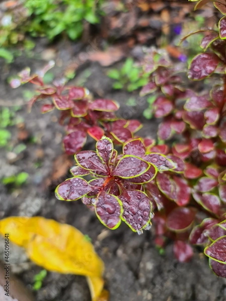 Fototapeta Variegate leaves of the barberry on a dark background, nature, tropical leaves with drop of water