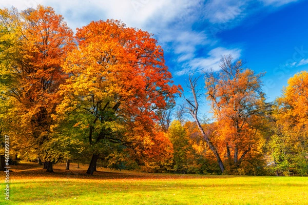 Fototapeta Autumn scene, fall,  red and yellow trees and leaves in sun light. Beautiful autumn landscape with yellow trees and sun. Colorful foliage in the park, falling leaves natural background