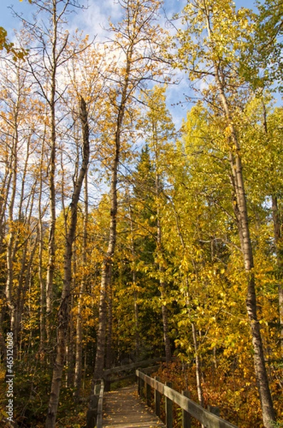 Fototapeta A Wooden Path in an Autumn Forest