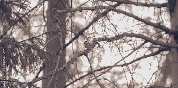 Fototapeta Tit on a tree