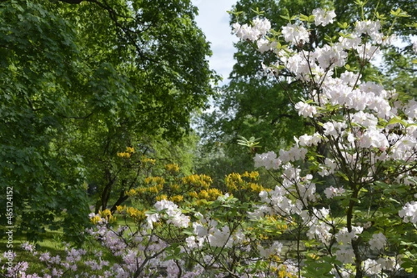 Obraz A riot of spring flowers in the botanical garden. Russia, St.Peterburg 