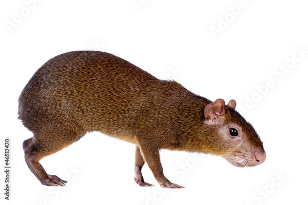 Obraz Central American agouti (Dasyprocta punctata)