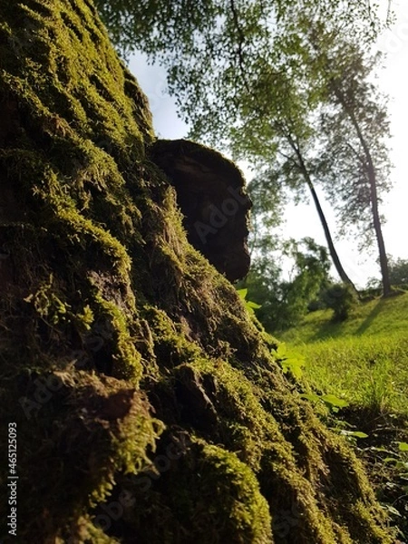 Obraz The trunk of an old tree covered with moss. Russia, Pavlovsk 