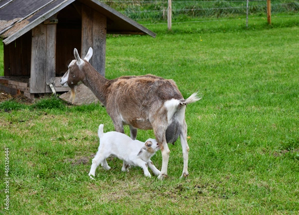 Obraz Ziegen auf der Weide