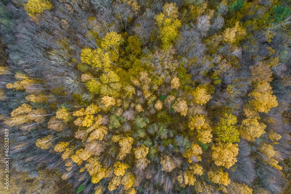 Fototapeta Directly above aerial drone full frame shot of green emerald pine forests and yellow foliage groves with beautiful texture of treetops. Beautiful fall season scenery. Mountains in autumn golden colors