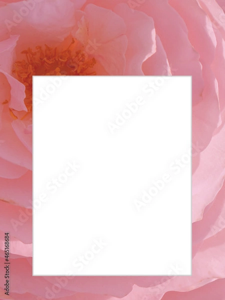 Fototapeta White background for inserting a message on a pink rose background, nature, template