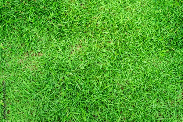 Fototapeta Green grass texture for background. Green lawn pattern and texture background.