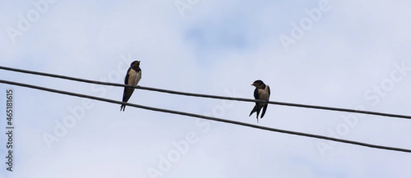 Obraz Two swallows are sitting on high-voltage wires against the backdrop of a cloudy sky. One of them turned her head to the other. Horizontal shot