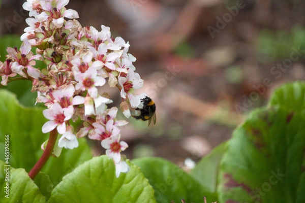 Obraz bee on a flower