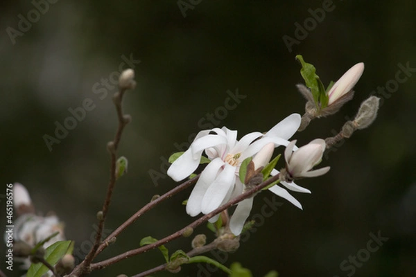 Fototapeta spring snowdrop flower