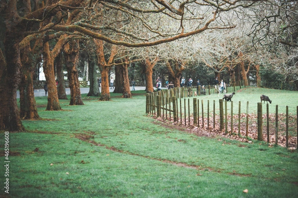 Fototapeta autumn in the park