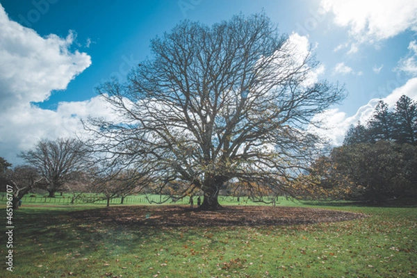 Obraz tree on a hill