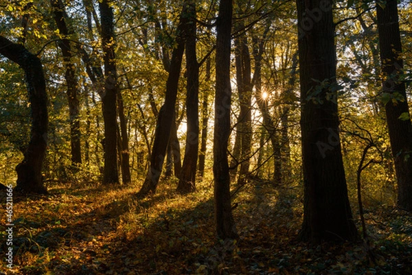 Obraz Herbstwald Abendstimmung Oktober