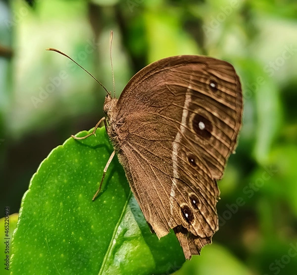 Obraz butterfly on leaf