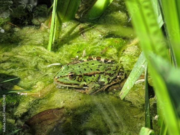 Fototapeta Close up picture with selective focus of a green waterfrog.