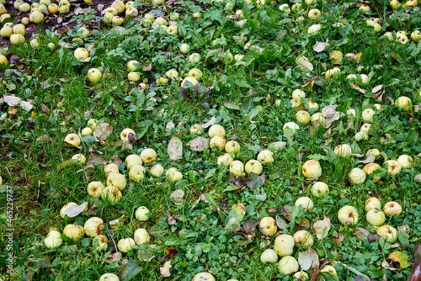 Fototapeta Yellow apples on green grass