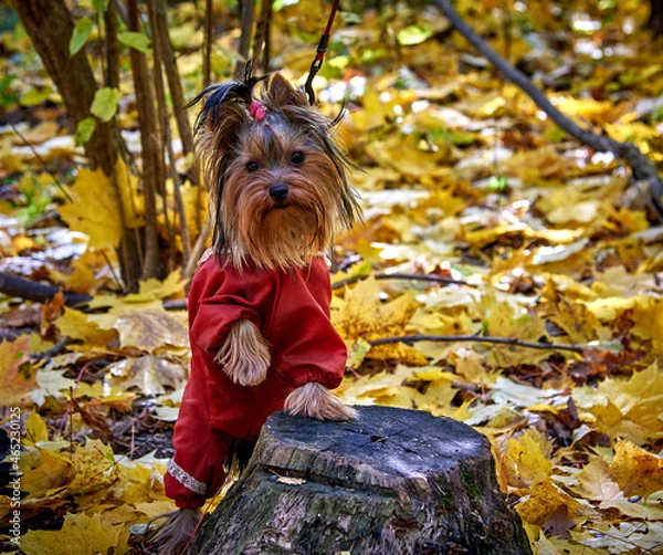 Fototapeta Yorkshire terrier on autumn leaves