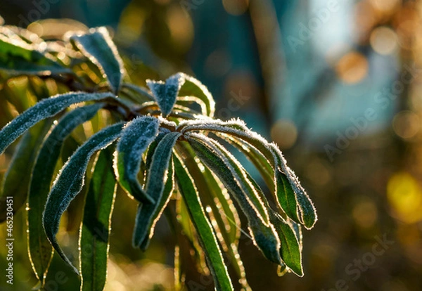 Fototapeta Frost on green leaves in autumn