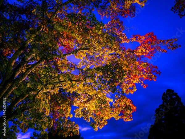 Fototapeta 紅葉ライトアップ