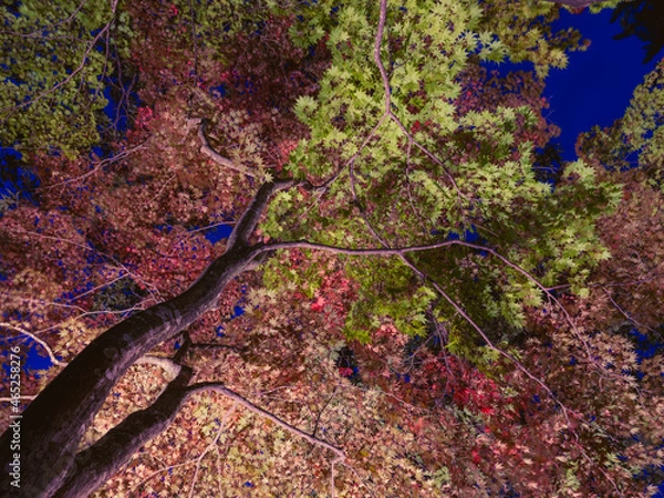 Fototapeta 紅葉ライトアップ