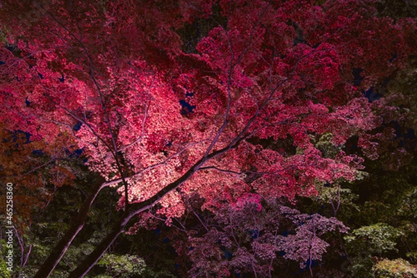 Fototapeta 紅葉ライトアップ