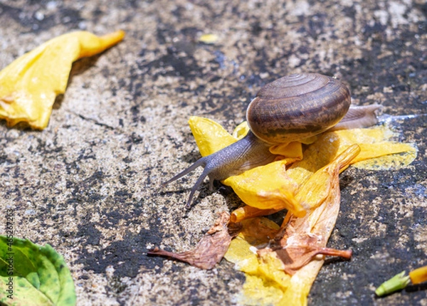 Obraz a small snail walking on the ground