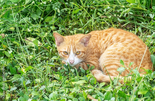 Obraz Thai orange cat sitting in green grass background 