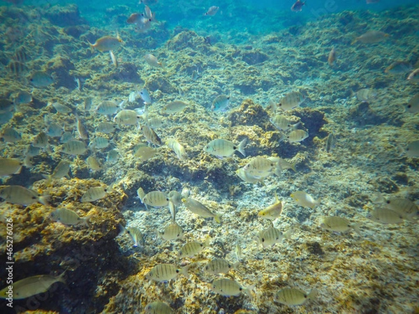 Obraz Underwater view at a school of fishes called seabreams in the Atlantic ocean near the coast of Tenerife (Canary islands, Spain)