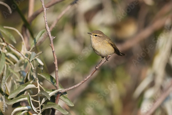 Fototapeta Very close-up photo of common chiffchaff (Phylloscopus collybita) sitting on a reed against a blurred background