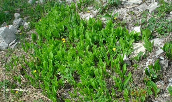Fototapeta Green grass growth on a rocky surface