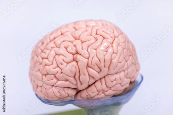 Fototapeta Cerebellum, Thalamus, Medulla oblongata, Spinal cord and Motor Neuron human under the microscope in Lab.

