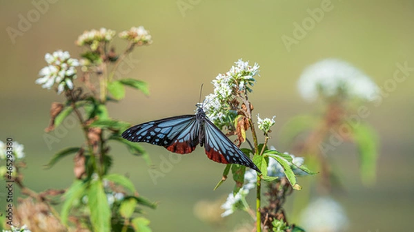 Obraz アサギマダラ　旅をする蝶