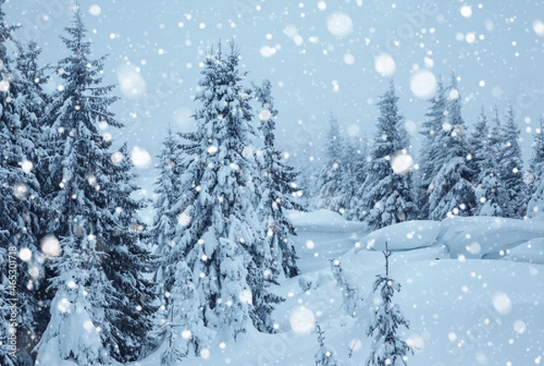 Obraz Frozen white spruces on a frosty day. Location Carpathian mountain, Ukraine.