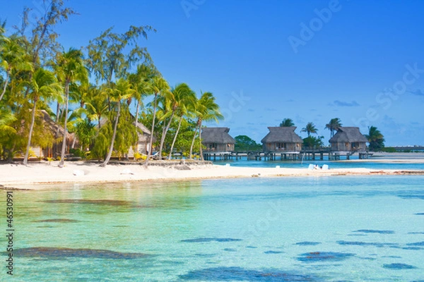 Obraz seacoast with palm trees