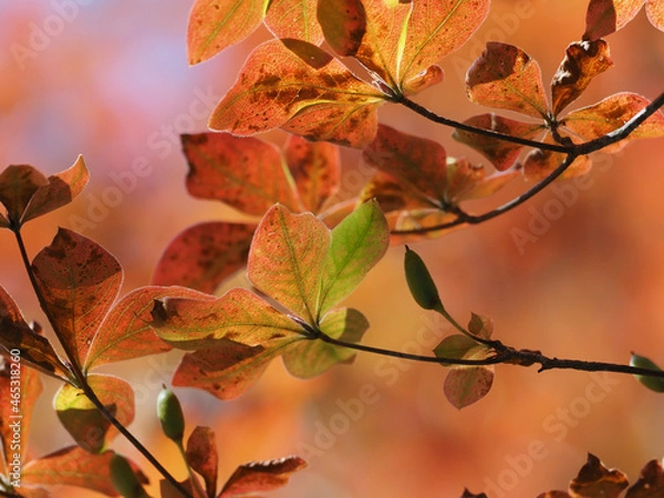 Fototapeta 日光男体山の紅葉