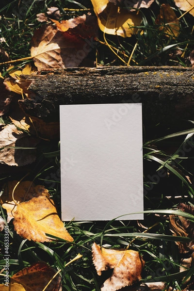 Fototapeta White cards in the autumn forest, near leaves and grass